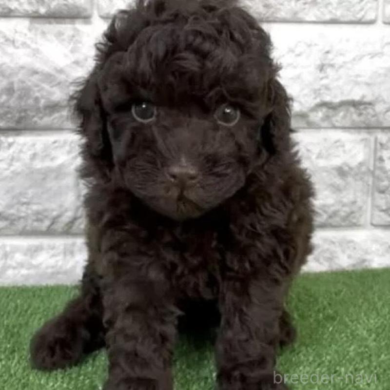 販売中の埼玉県のタイニープードル-456418の2枚目