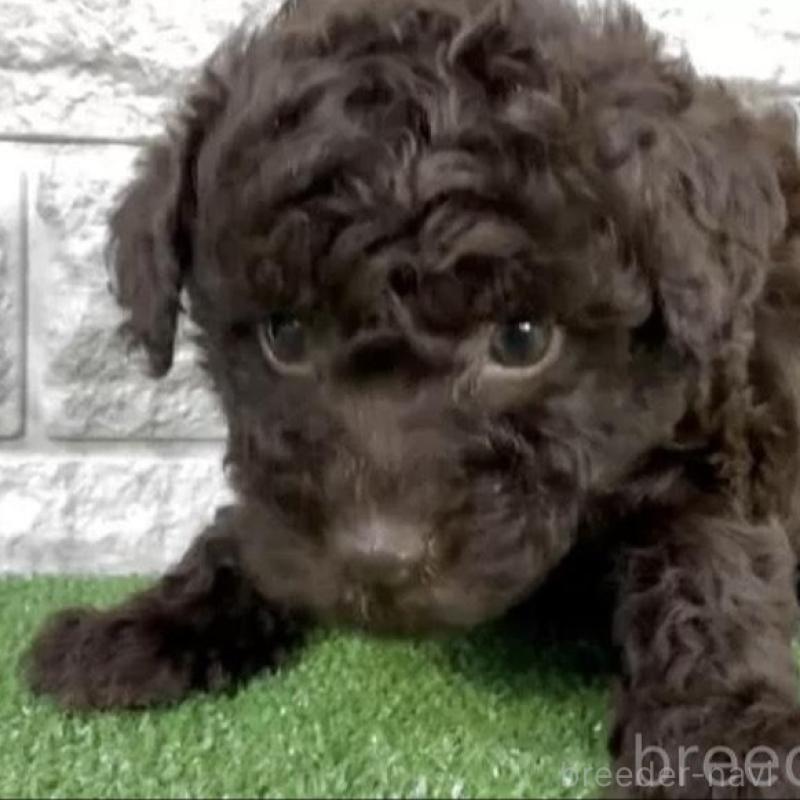 販売中の埼玉県のタイニープードル-456420の3枚目