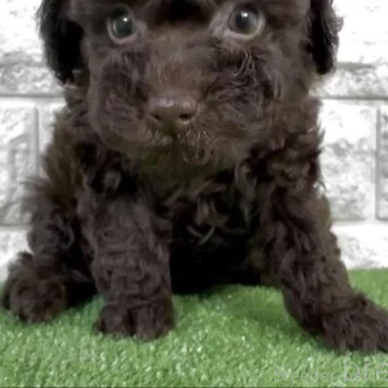 販売中の埼玉県のタイニープードル-456420の2枚目