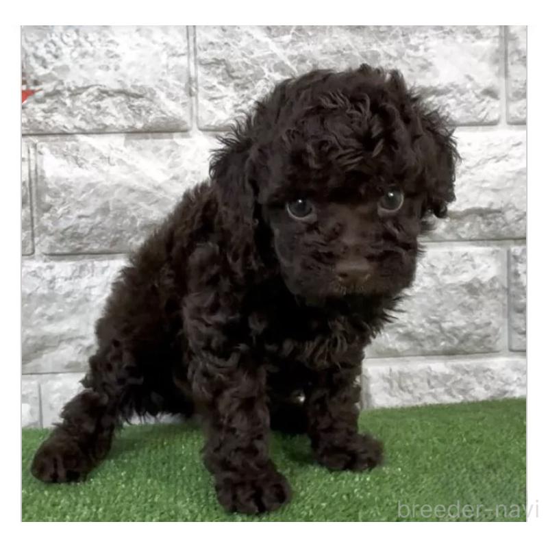 販売中の埼玉県のタイニープードル-456421の3枚目