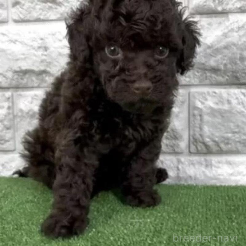 販売中の埼玉県のタイニープードル-456421の2枚目