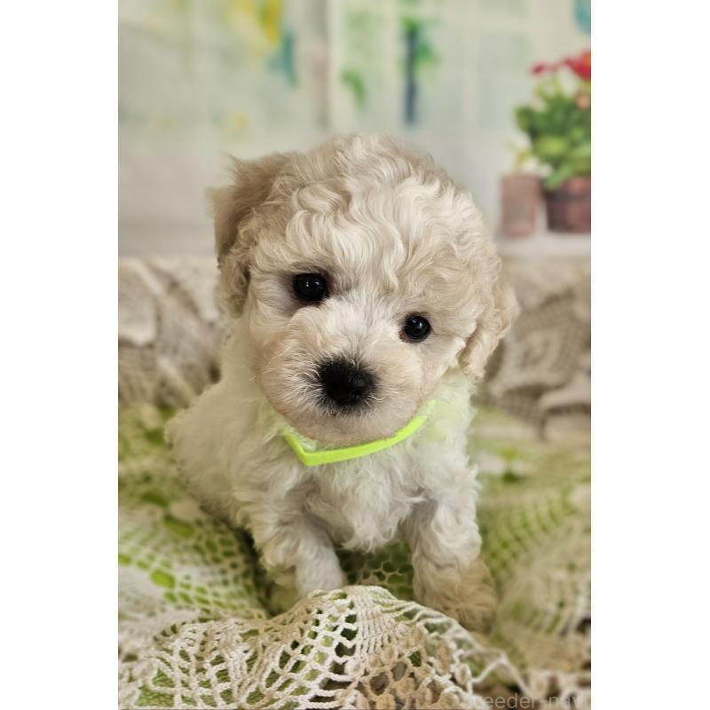 販売中の千葉県のビションフリーゼ-456423の2枚目