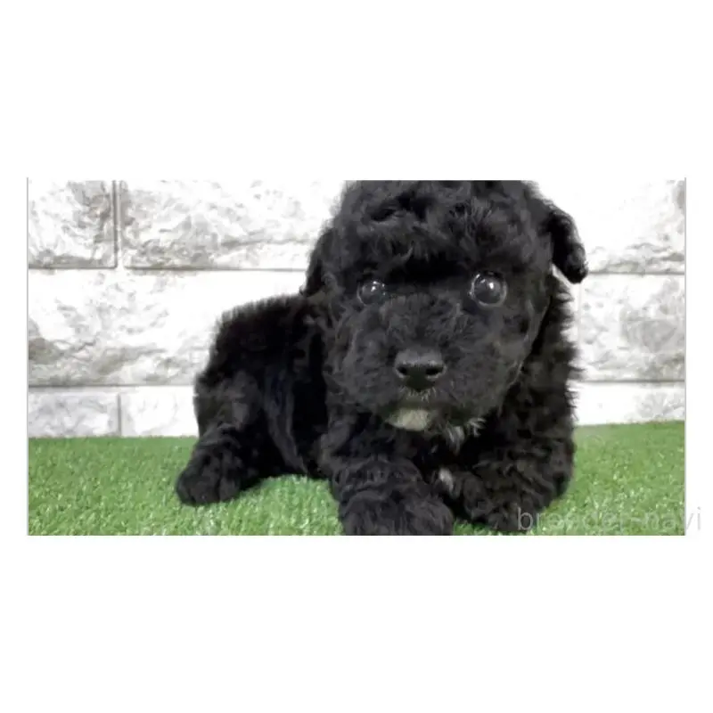 成約済の埼玉県のビションプー:ビションフリーゼ×トイプードル-456422の3枚目