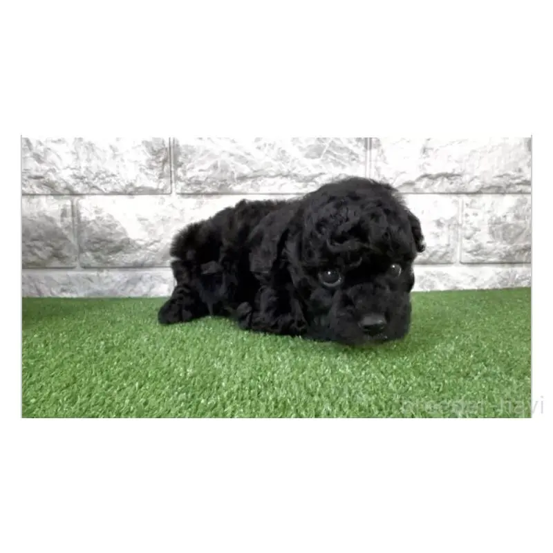 成約済の埼玉県のビションプー:ビションフリーゼ×トイプードル-456422の2枚目