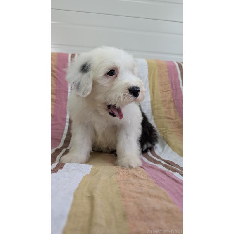 販売中の茨城県のオールドイングリッシュシープドッグ-456425の5枚目