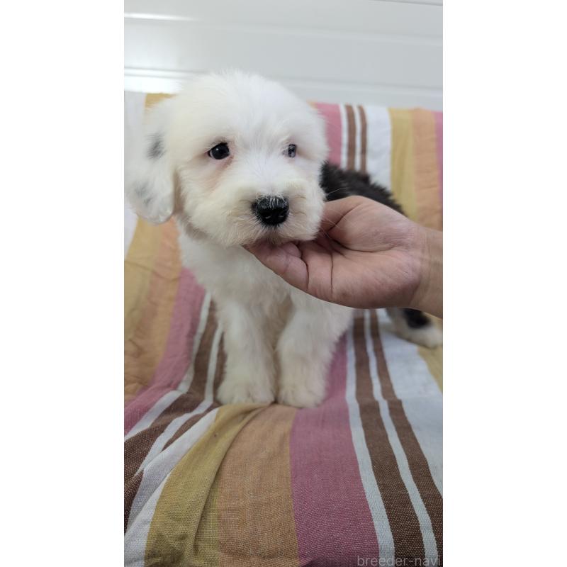 販売中の茨城県のオールドイングリッシュシープドッグ-456425の3枚目