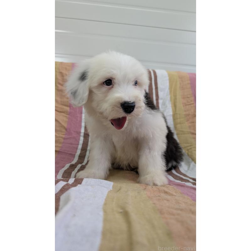 販売中の茨城県のオールドイングリッシュシープドッグ-456425の2枚目