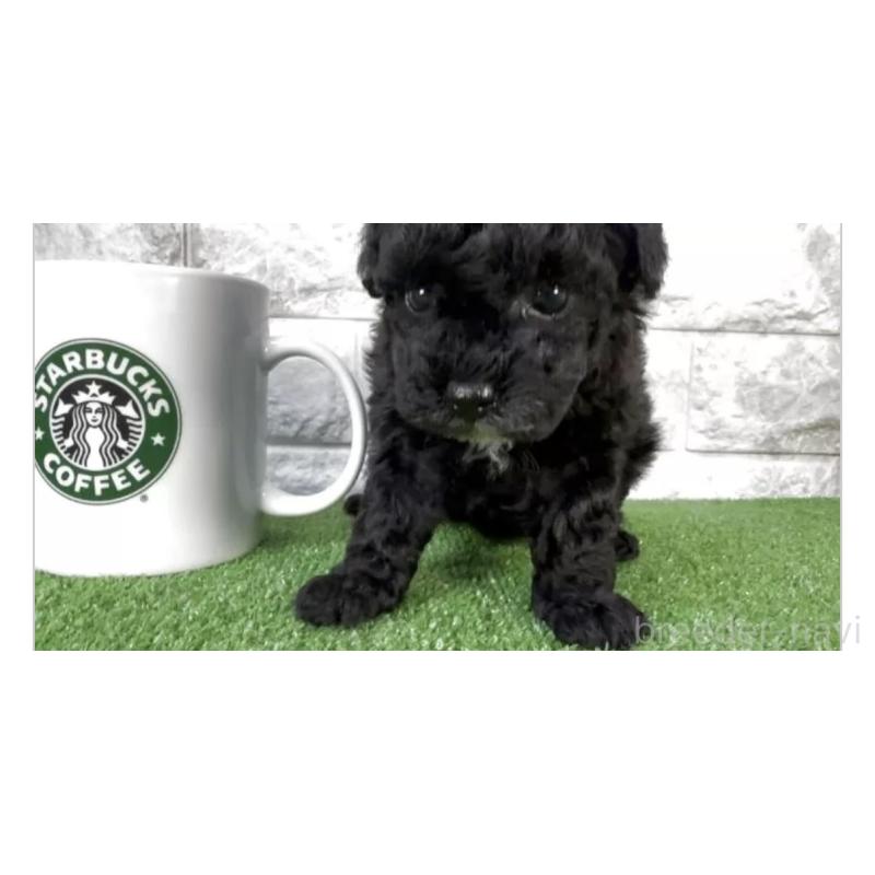 販売中の埼玉県のビションプー:ビションフリーゼ×トイプードル-456424の2枚目