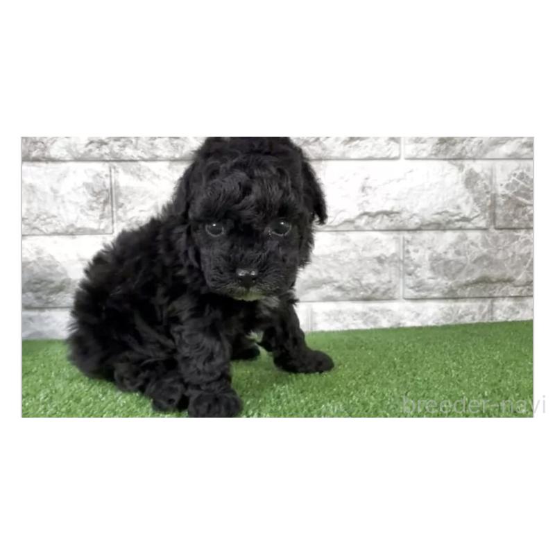 販売中の埼玉県のビションプー:ビションフリーゼ×トイプードル-456424の3枚目