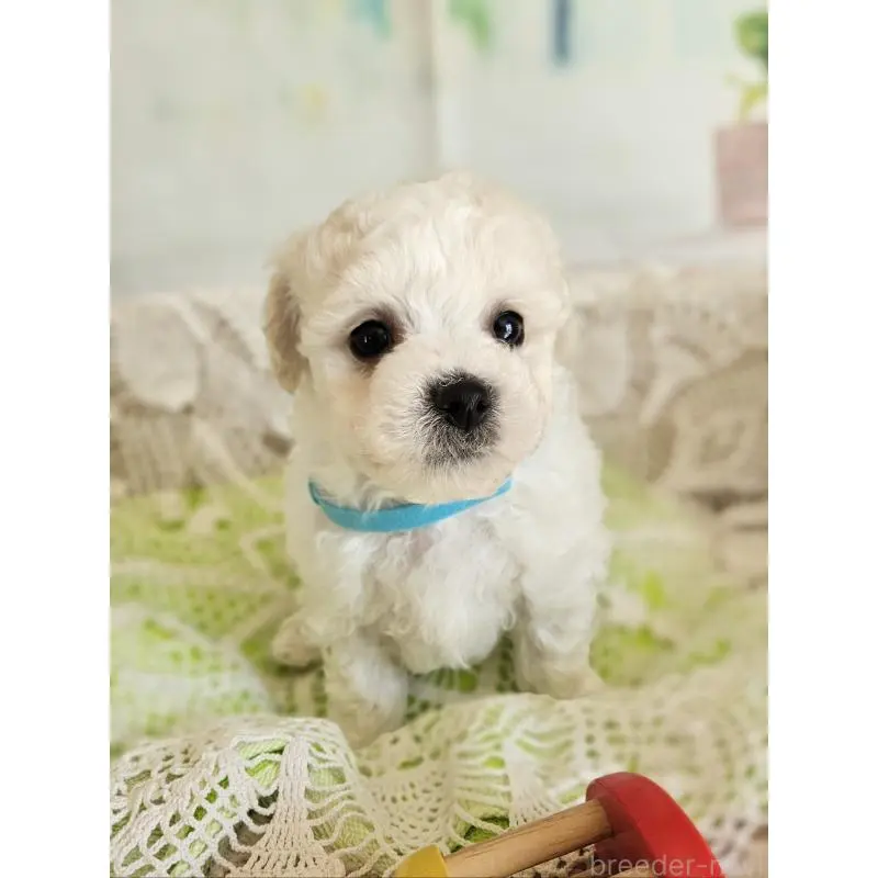 販売中の千葉県のビションフリーゼ-456427の3枚目