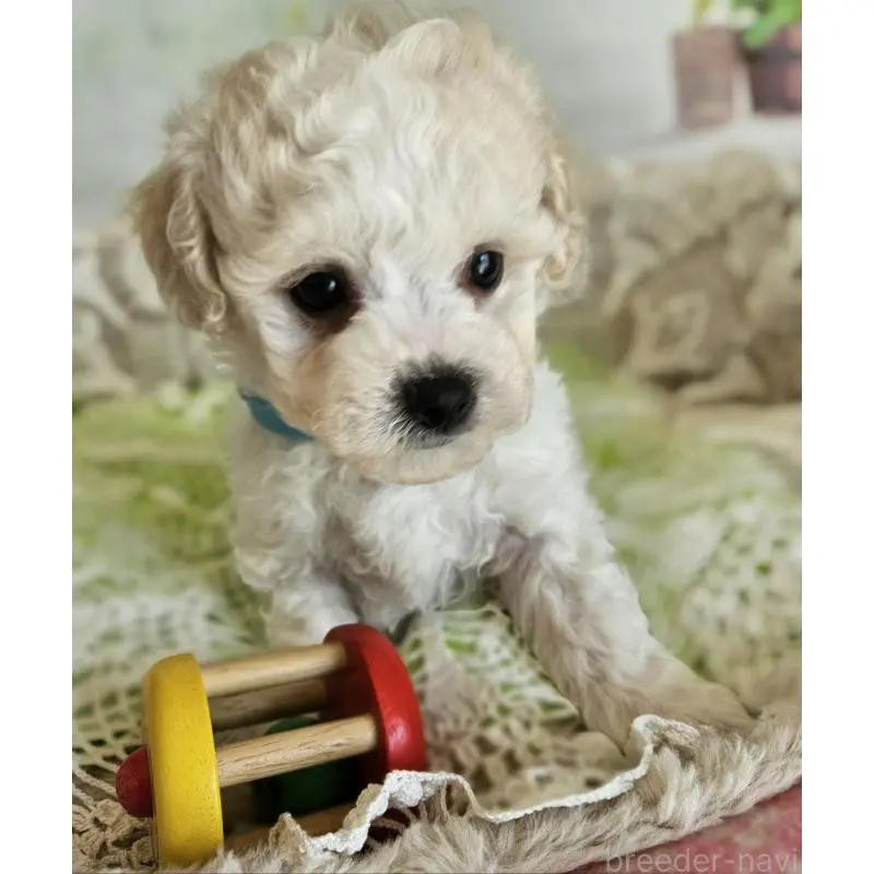 販売中の千葉県のビションフリーゼ-456427の2枚目