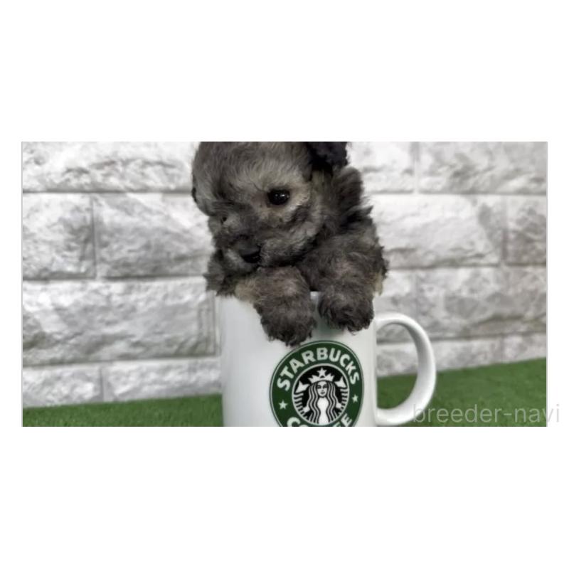 販売中の埼玉県のビションプー:ビションフリーゼ×トイプードル-456426の3枚目