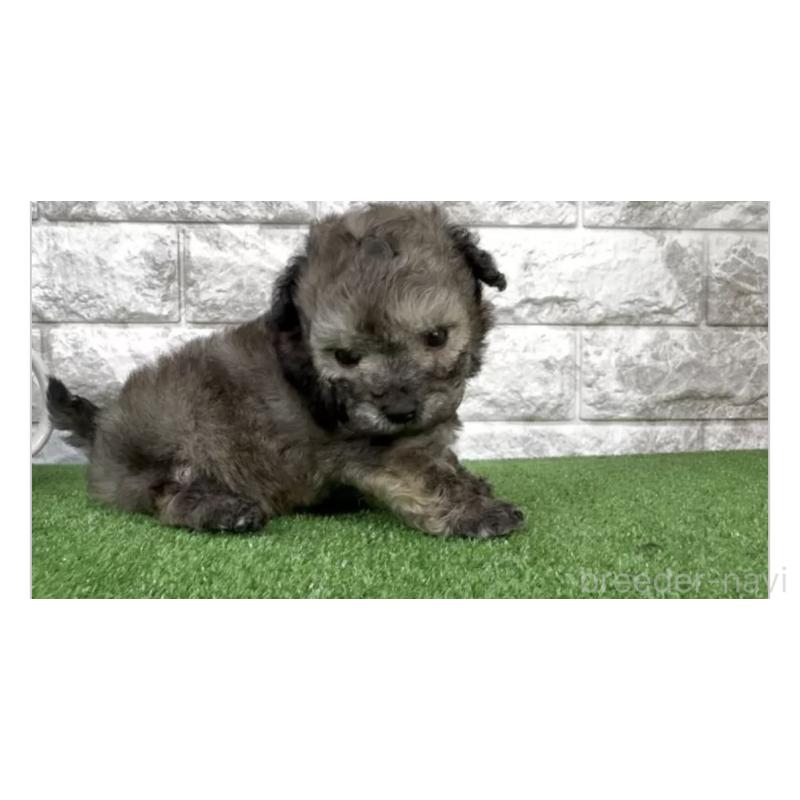 販売中の埼玉県のビションプー:ビションフリーゼ×トイプードル-456426の2枚目