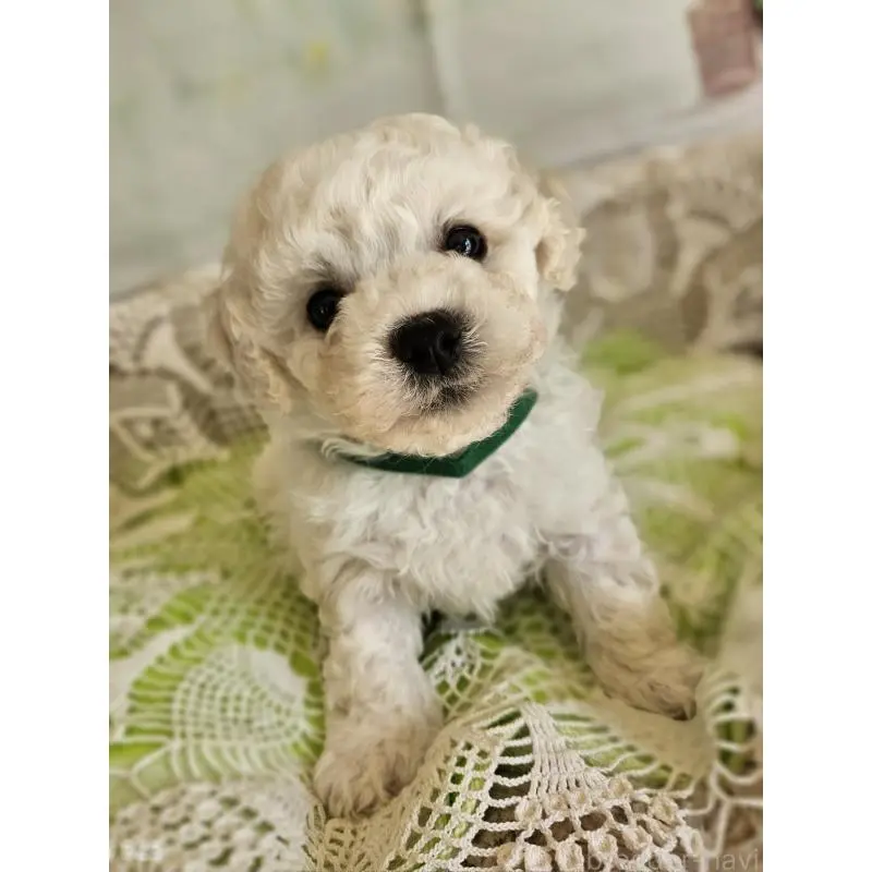 販売中の千葉県のビションフリーゼ-456429の4枚目