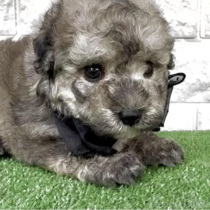 販売中の埼玉県のビションプー:ビションフリーゼ×トイプードル-456428の3枚目