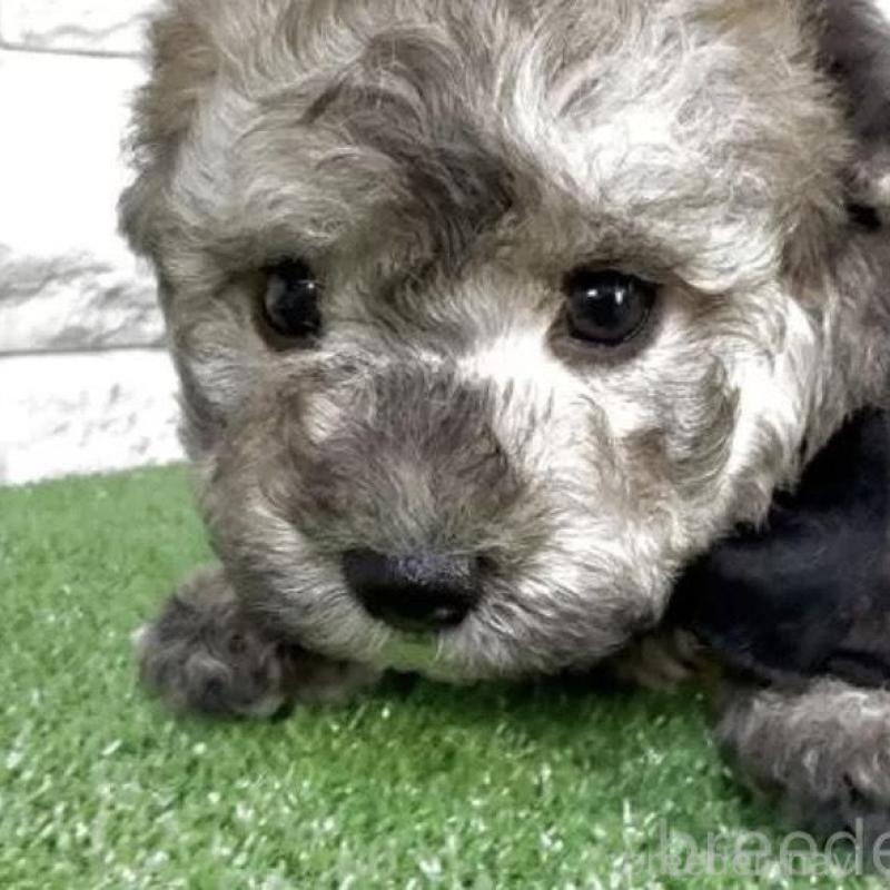 販売中の埼玉県のビションプー:ビションフリーゼ×トイプードル-456428の2枚目