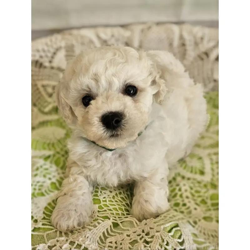 販売中の千葉県のビションフリーゼ-456429の3枚目