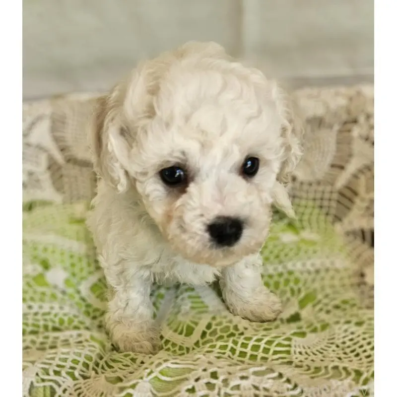 販売中の千葉県のビションフリーゼ-456429の2枚目