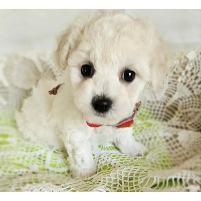 販売中の千葉県のビションフリーゼ-456430の4枚目