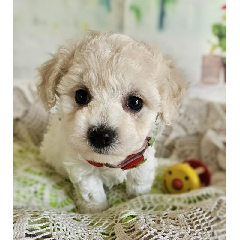 販売中の千葉県のビションフリーゼ-456430の3枚目