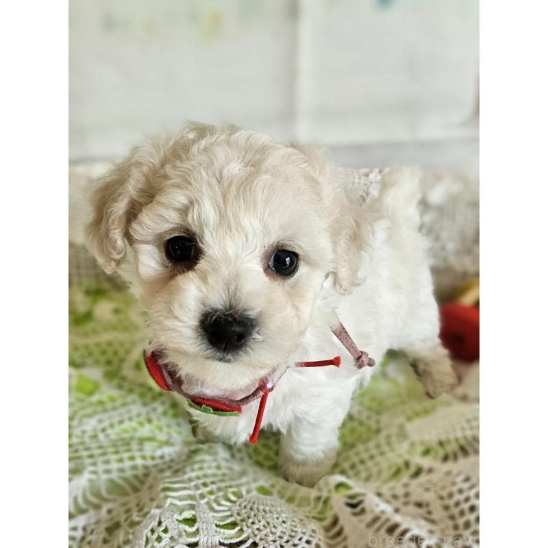 販売中の千葉県のビションフリーゼ-456430の2枚目