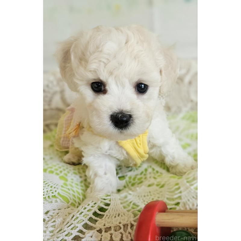 販売中の千葉県のビションフリーゼ-456431の4枚目