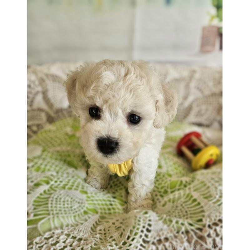 販売中の千葉県のビションフリーゼ-456431の3枚目