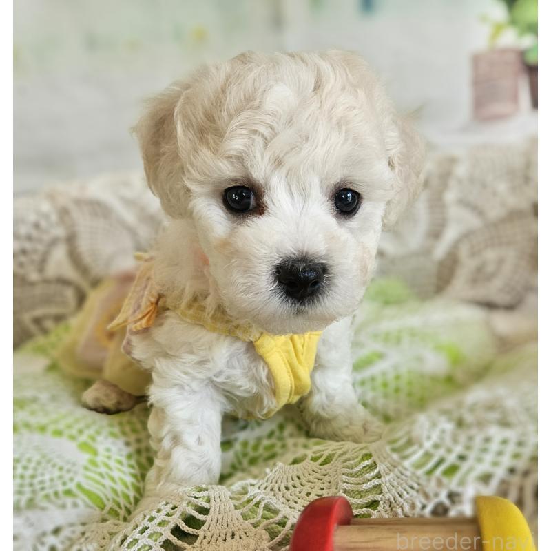 販売中の千葉県のビションフリーゼ-456431の2枚目