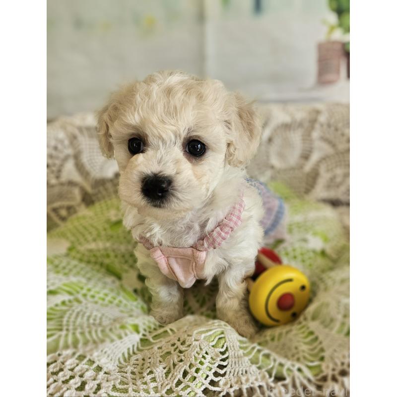 販売中の千葉県のビションフリーゼ-456432の3枚目