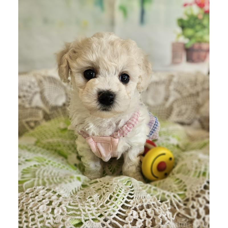 販売中の千葉県のビションフリーゼ-456432の2枚目