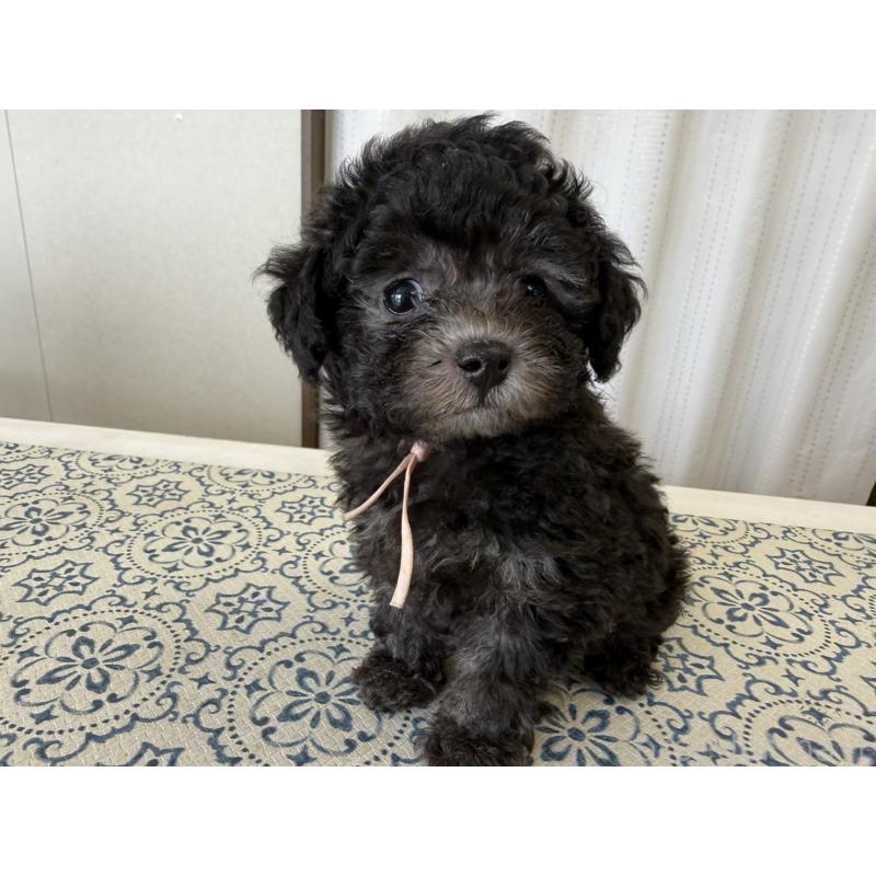 販売中の福岡県のティーカッププードル-456433の6枚目