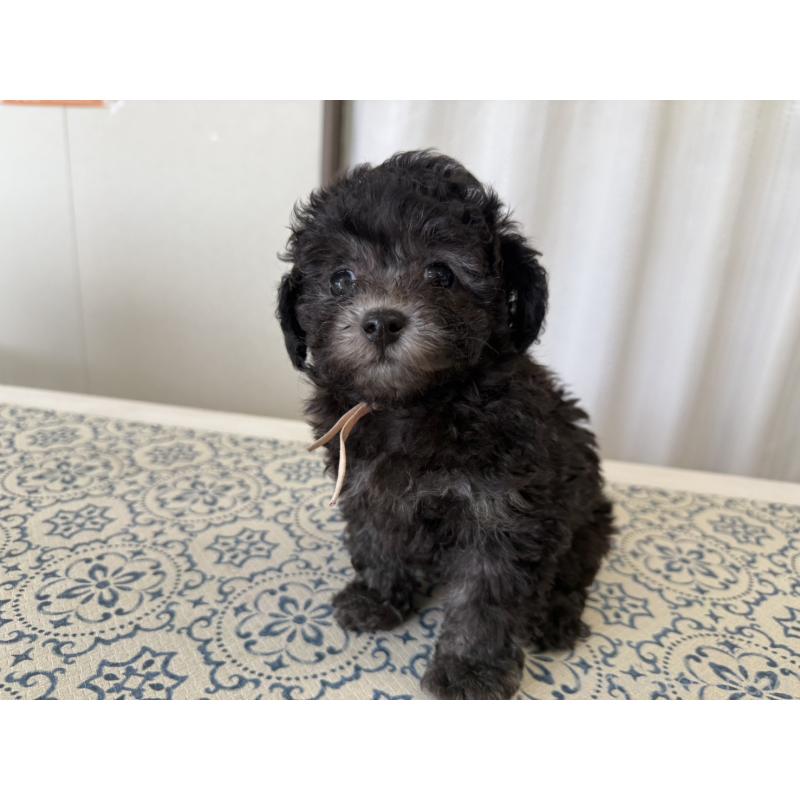 販売中の福岡県のティーカッププードル-456433の5枚目