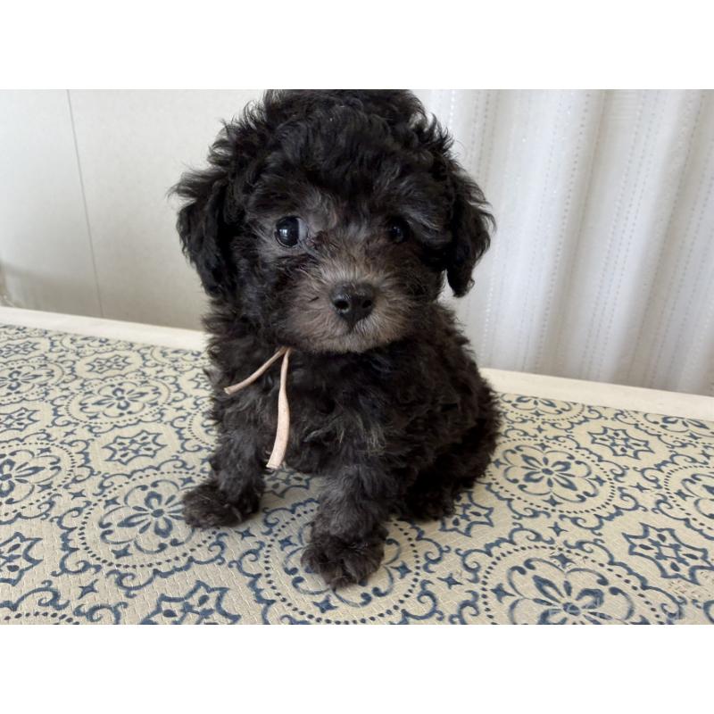 販売中の福岡県のティーカッププードル-456433の4枚目