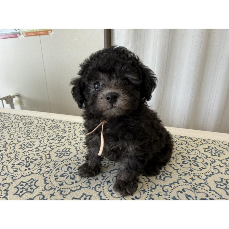 販売中の福岡県のティーカッププードル-456433の3枚目