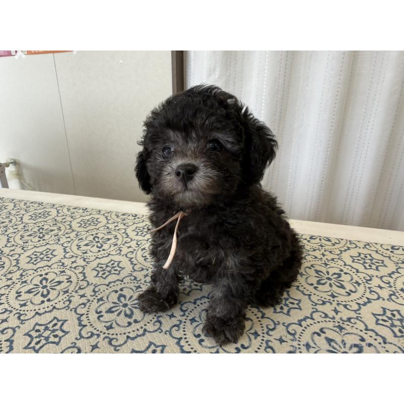 販売中の福岡県のティーカッププードル-456433の2枚目