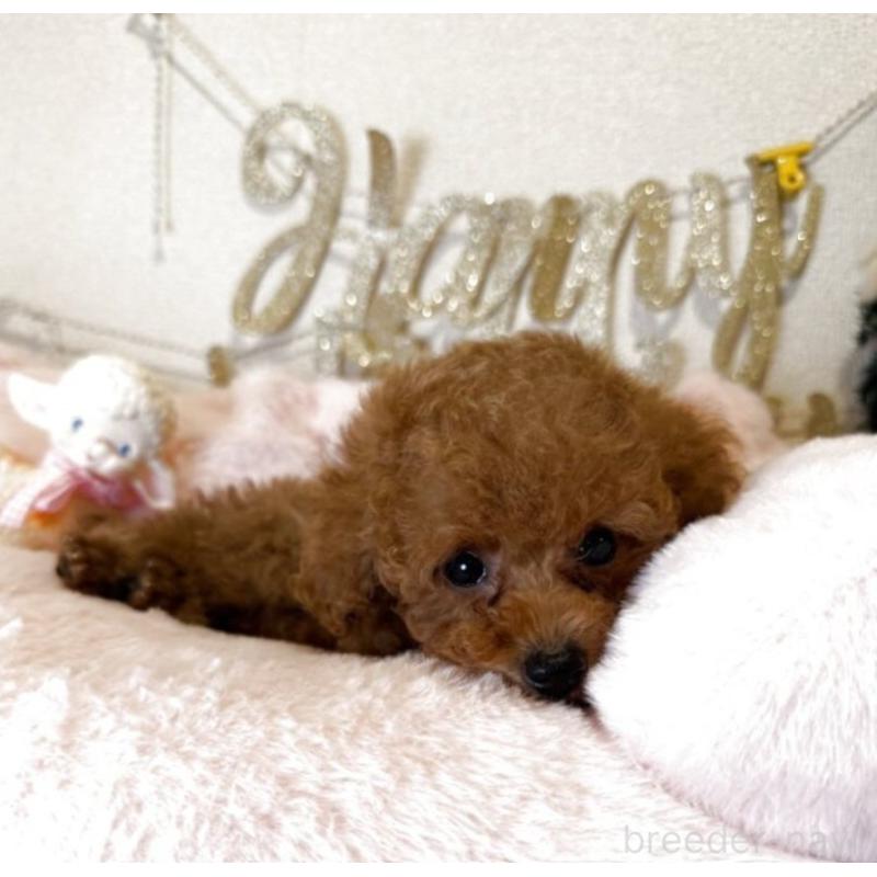 販売中の東京都のタイニープードル-456434