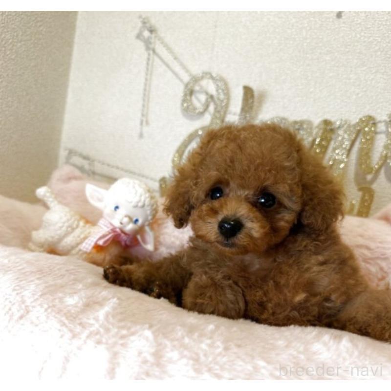 販売中の東京都のタイニープードル-456434の2枚目
