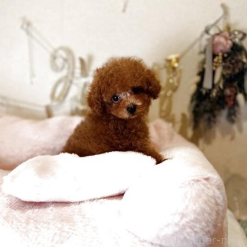 販売中の東京都のティーカッププードル-456435の3枚目