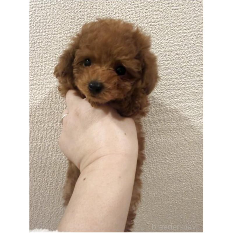 販売中の東京都のティーカッププードル-456435の2枚目