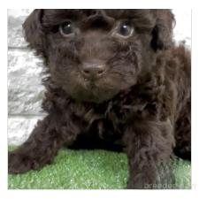 ♀︎タイニープードル