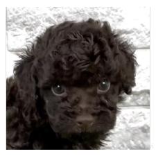 ♀︎タイニープードル