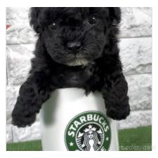 ♀︎ビションプー:ビションフリーゼ×トイプードル