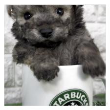 ♀︎ビションプー:ビションフリーゼ×トイプードル