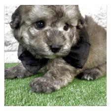 オンライン見学