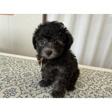 オンライン見学