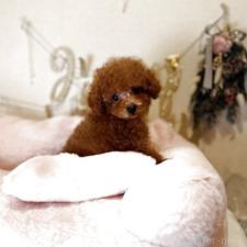 ♀︎ティーカッププードル