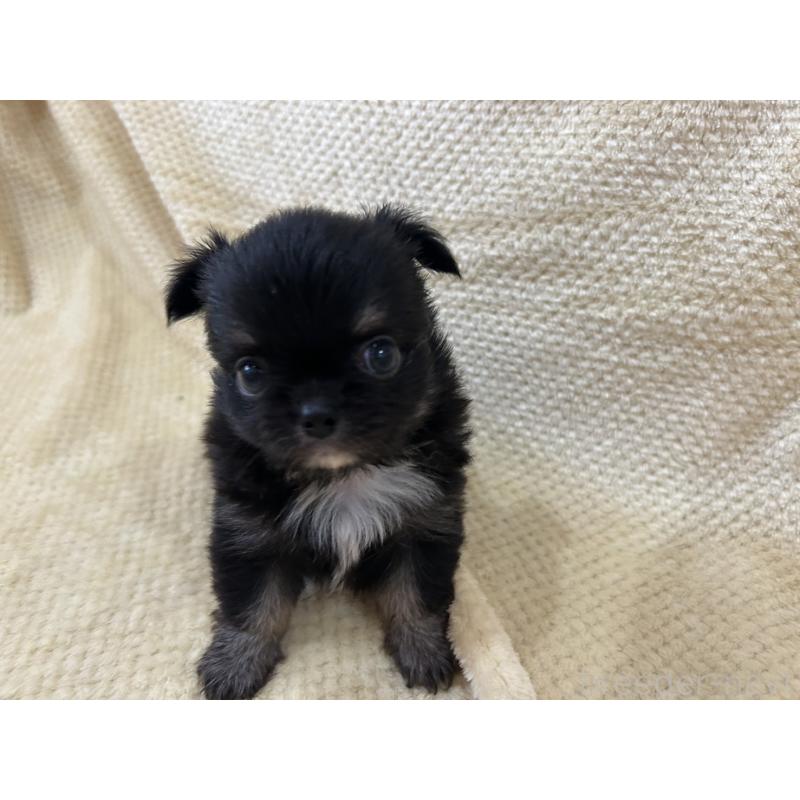 販売中の福岡県のチワワ(ロングコート)-456437の3枚目