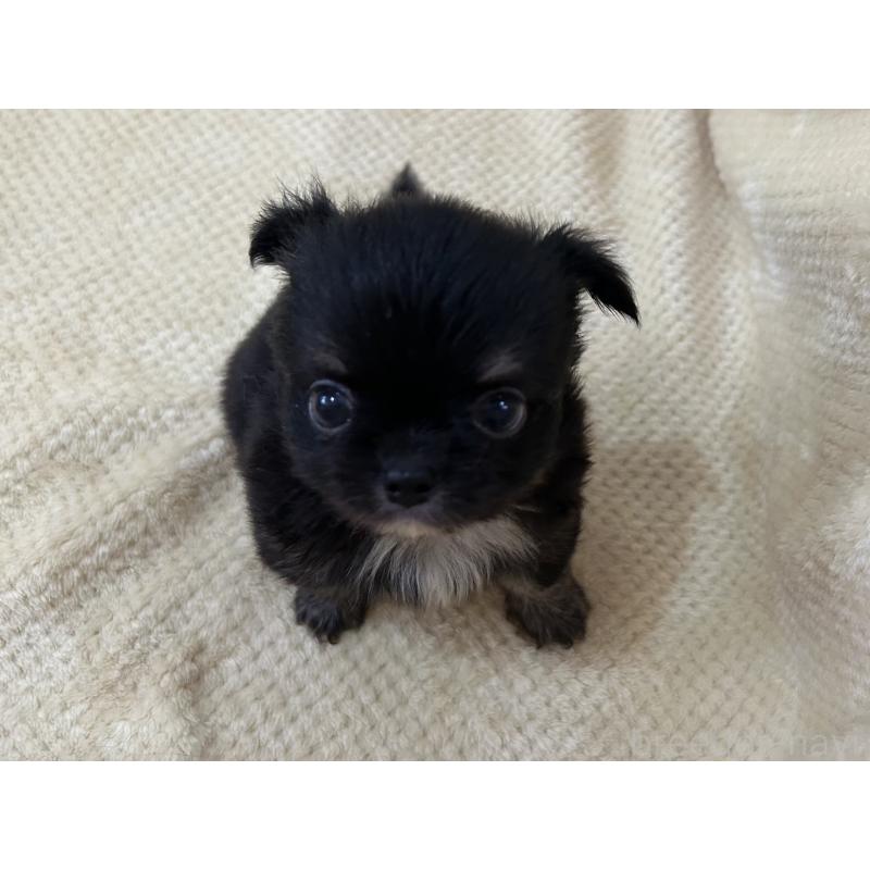 販売中の福岡県のチワワ(ロングコート)-456437の2枚目