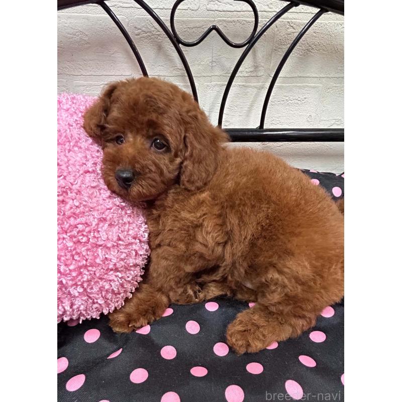 販売中の兵庫県のタイニープードル-456449の3枚目