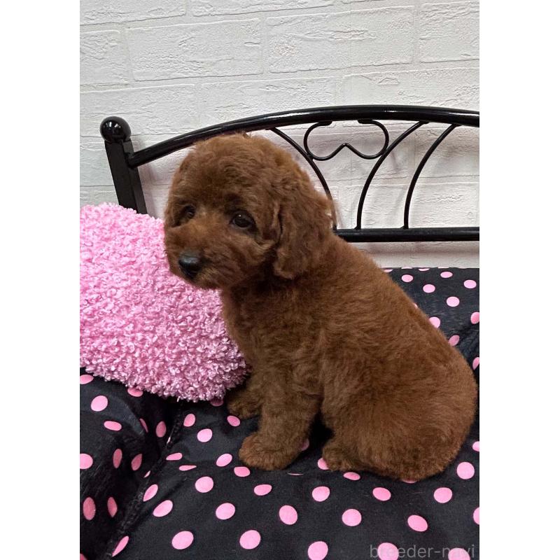 販売中の兵庫県のタイニープードル-456449の2枚目